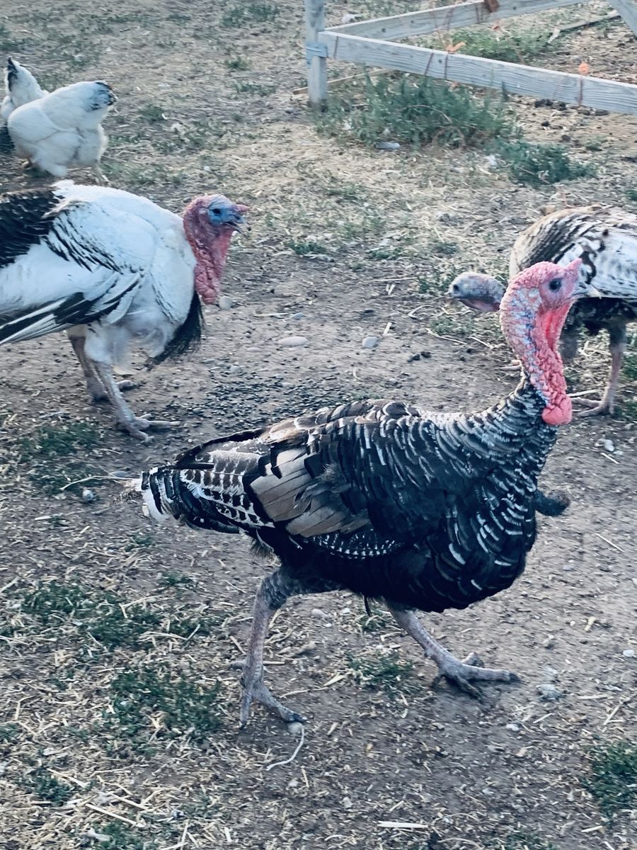 Heritage turkeys for sale