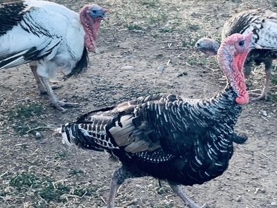 Heritage turkeys for sale