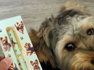 Yorkie/Yorkshire Terrier Puppy for Sale - Adorable and Playful Companion