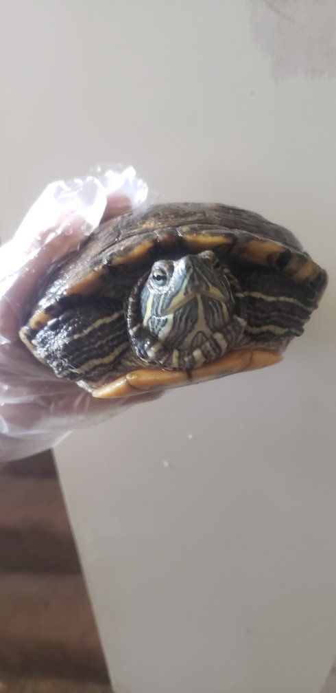 turtle