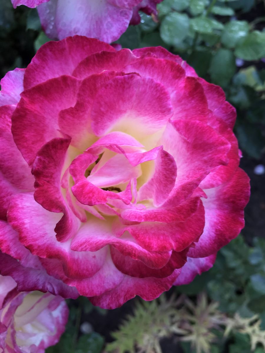 Asher Gardens
