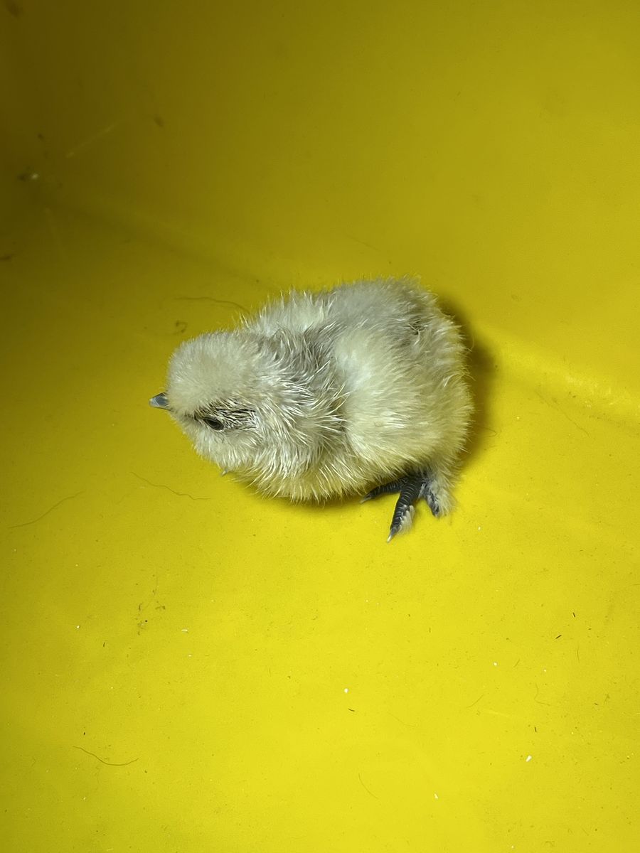 Silkie Chick