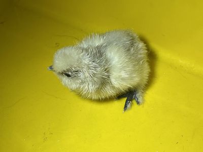 Silkie Chick