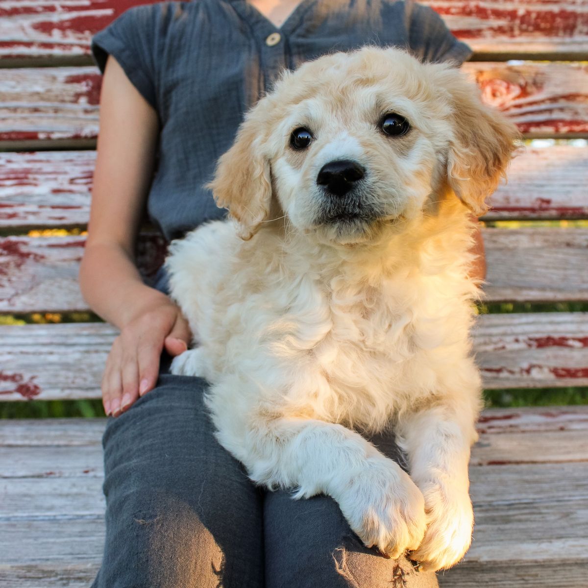 Australian Shepherd Mix Puppies