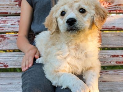 Australian Shepherd Mix Puppies