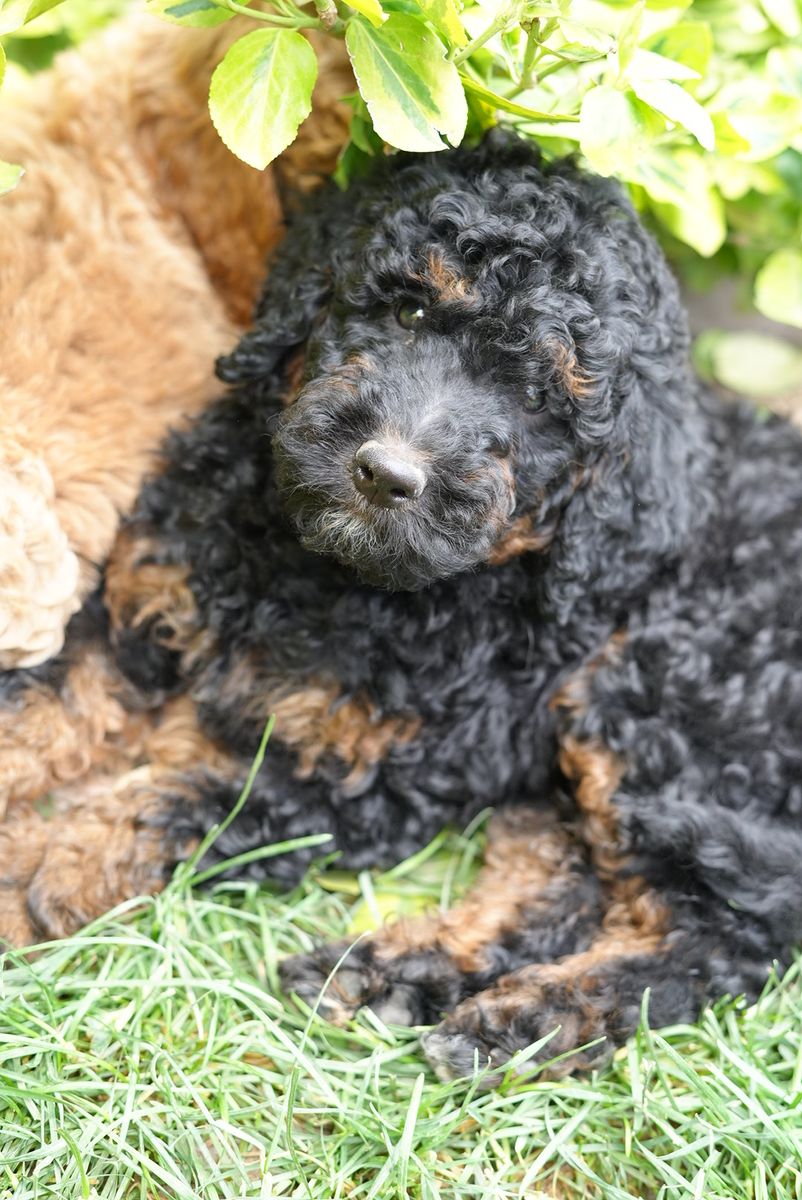 Adorable Poodle Puppy - Male and females, Black, phantom and apricot, Ready for a Loving Home!