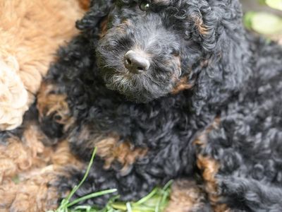 Adorable Poodle Puppy - Male and females, Black, phantom and apricot, Ready for a Loving Home!