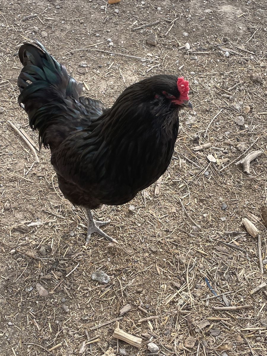 Ameraucana Rooster