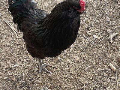 Ameraucana Rooster