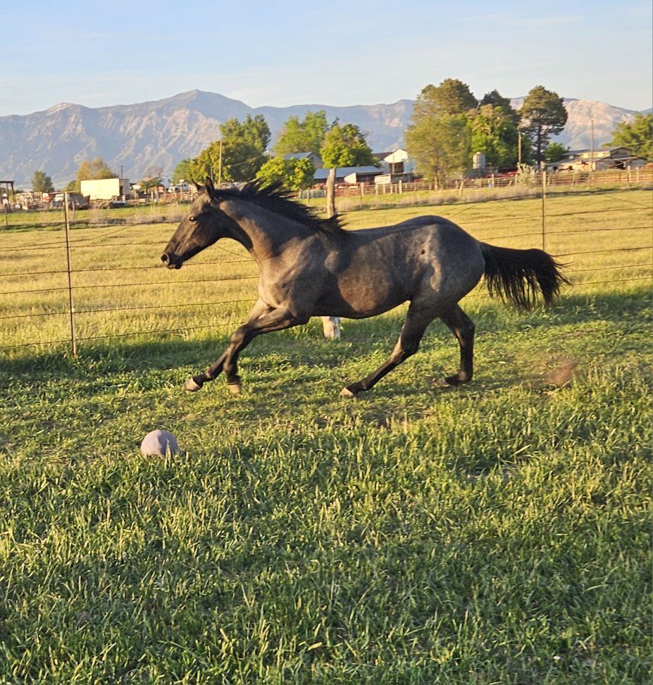 AQHA Blue Roan Yearling Gelding