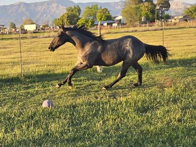 AQHA Blue Roan Yearling Gelding