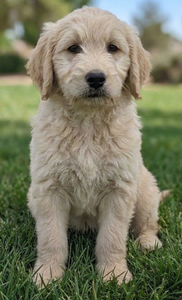 Goldendoodle Puppies (2 males left)