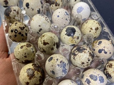Quail Eggs for Eating