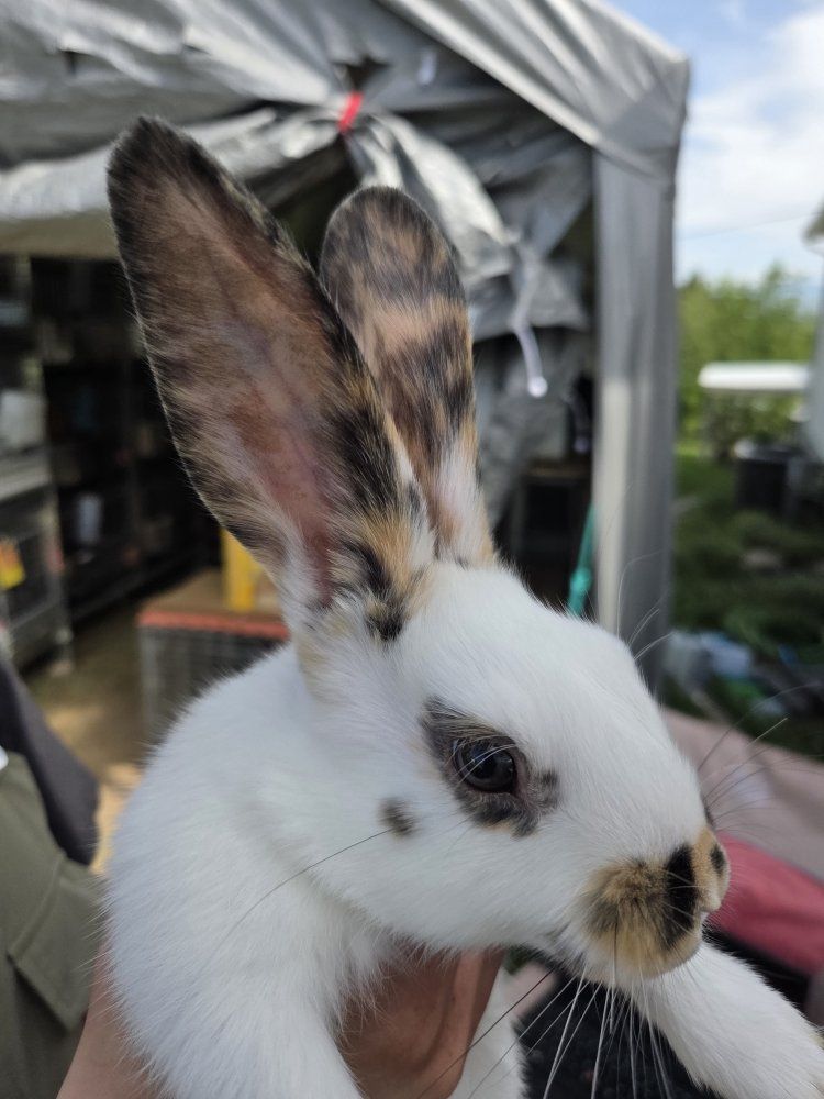Rhinelander Charlie Bunny Rabbits