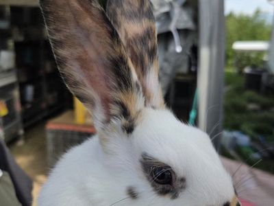 Rhinelander Charlie Bunny Rabbits