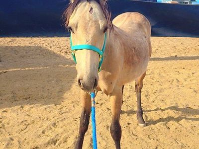 grade buckskin filly