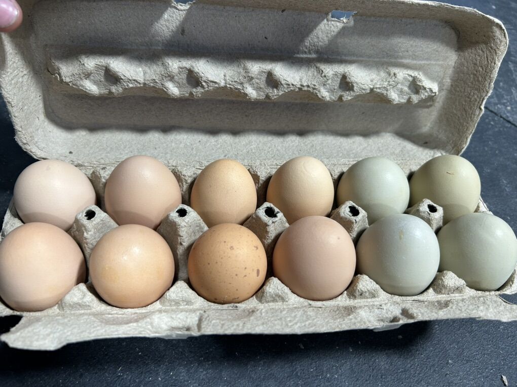 Chicken Eggs