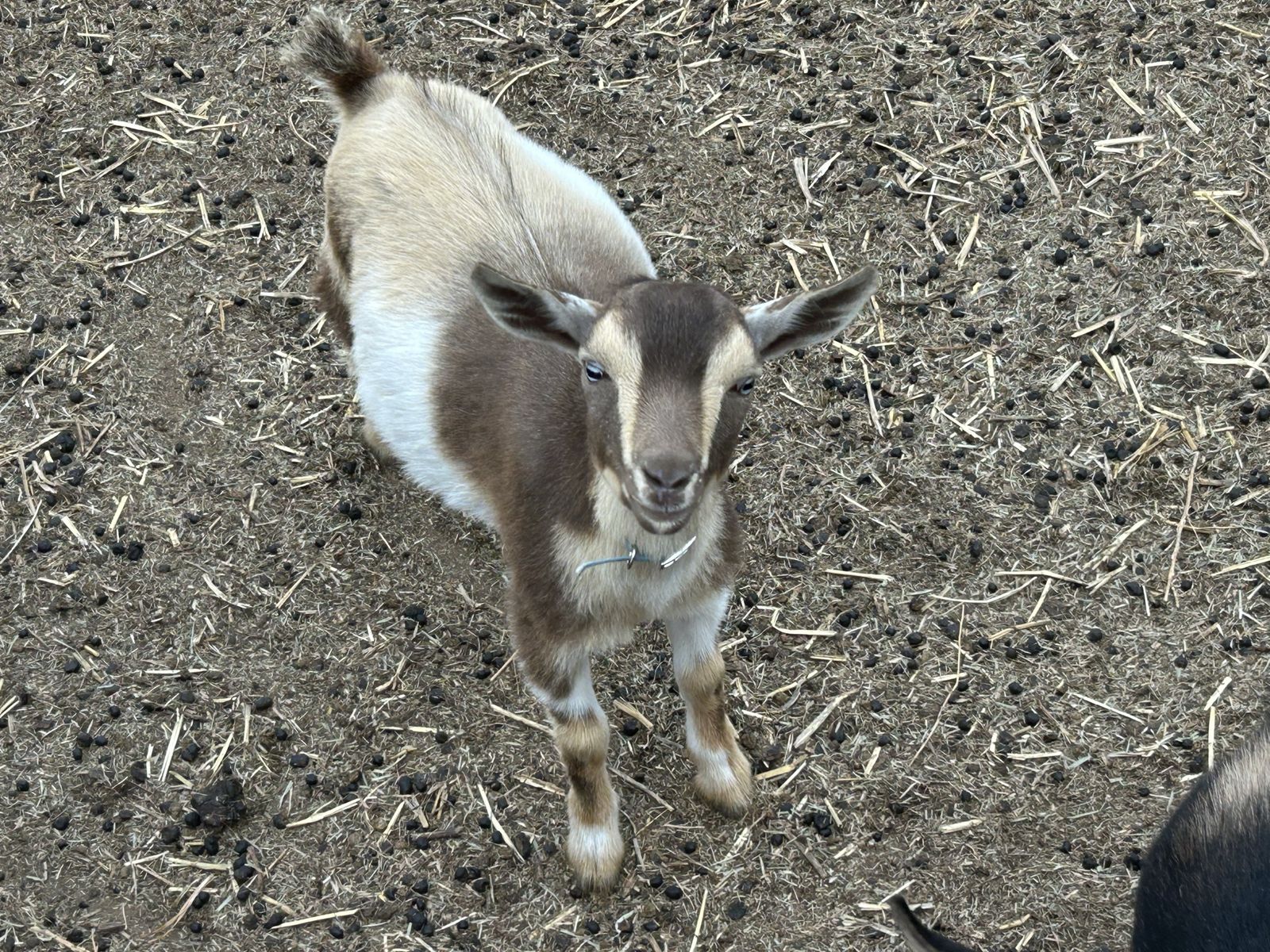 Male Miniature Nigerian goat