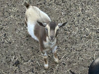 Male Miniature Nigerian goat