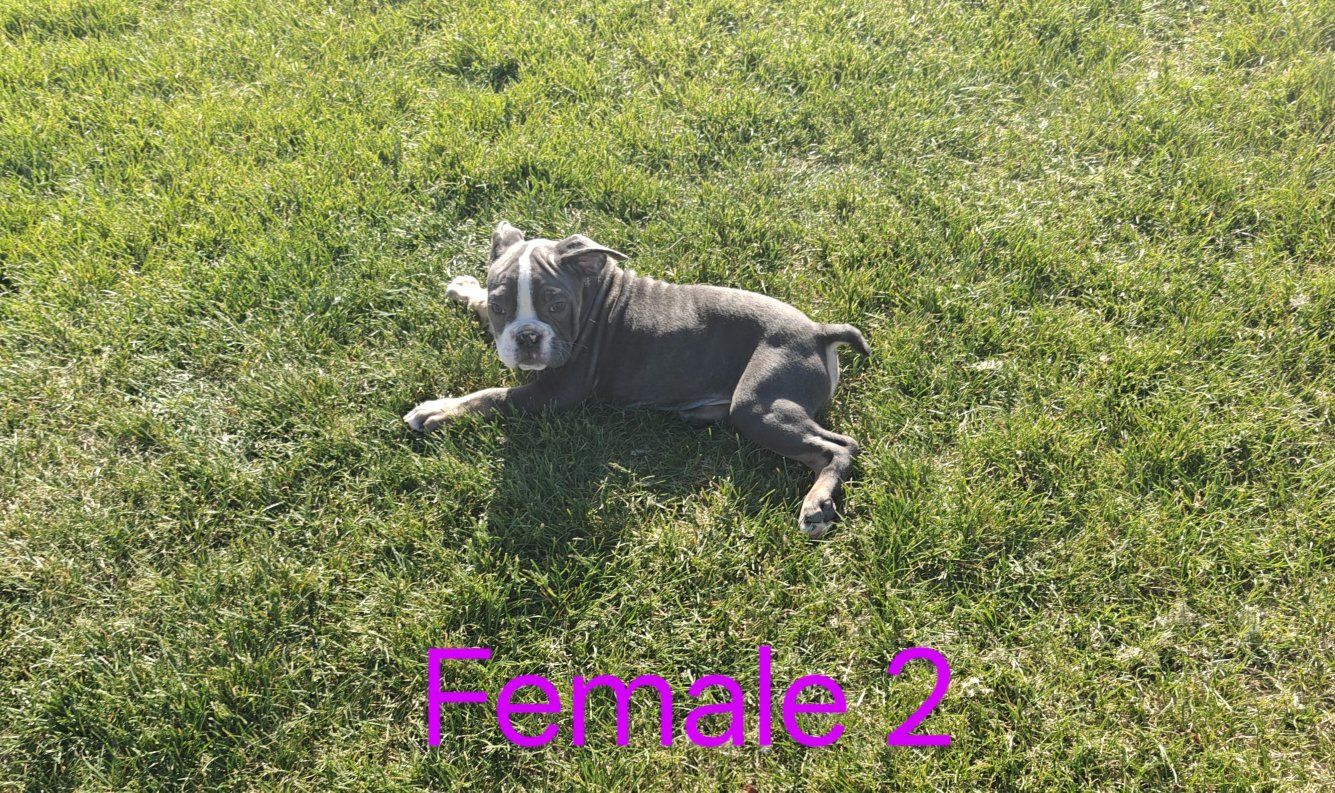 IOEBA registered Olde English Bulldogge
