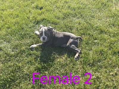 IOEBA registered Olde English Bulldogge
