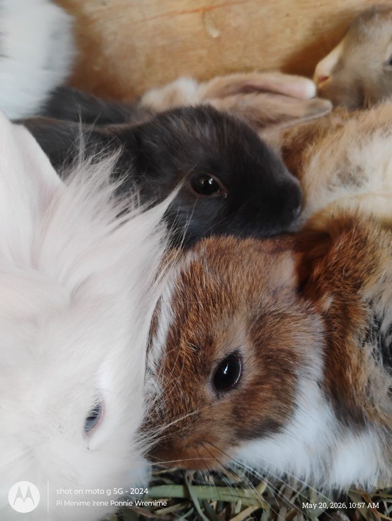 Sweet April Bunnies For Sale