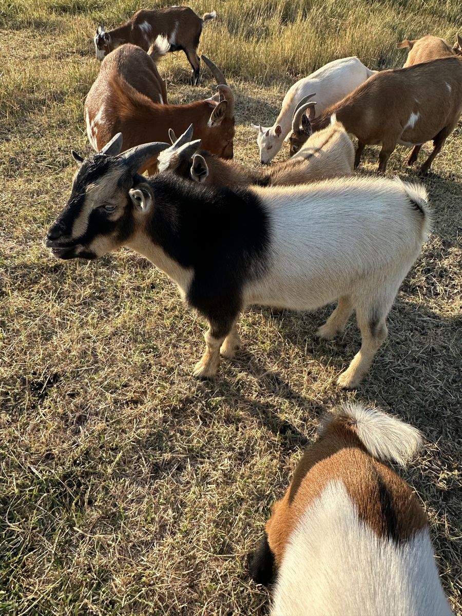 Young Nigerian Dwarf Goat - Blue Eyes, Horned