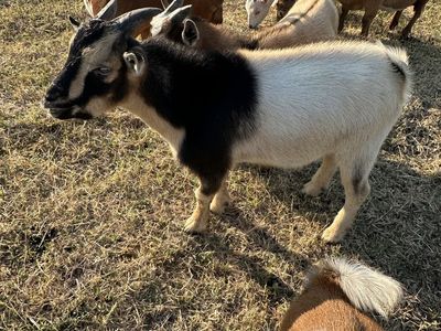 Young Nigerian Dwarf Goat - Blue Eyes, Horned
