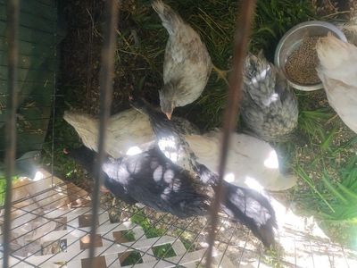 12/14 week old pullets/hens