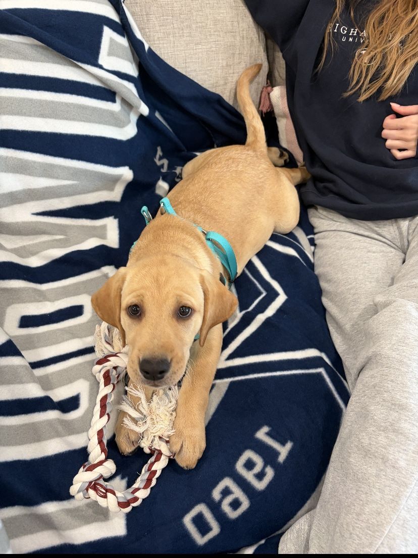 AKC Yellow Lab female puppy