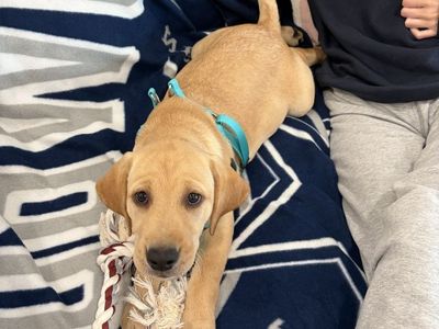 AKC Yellow Lab female puppy