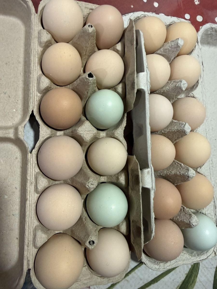 Farm Fresh Eggs