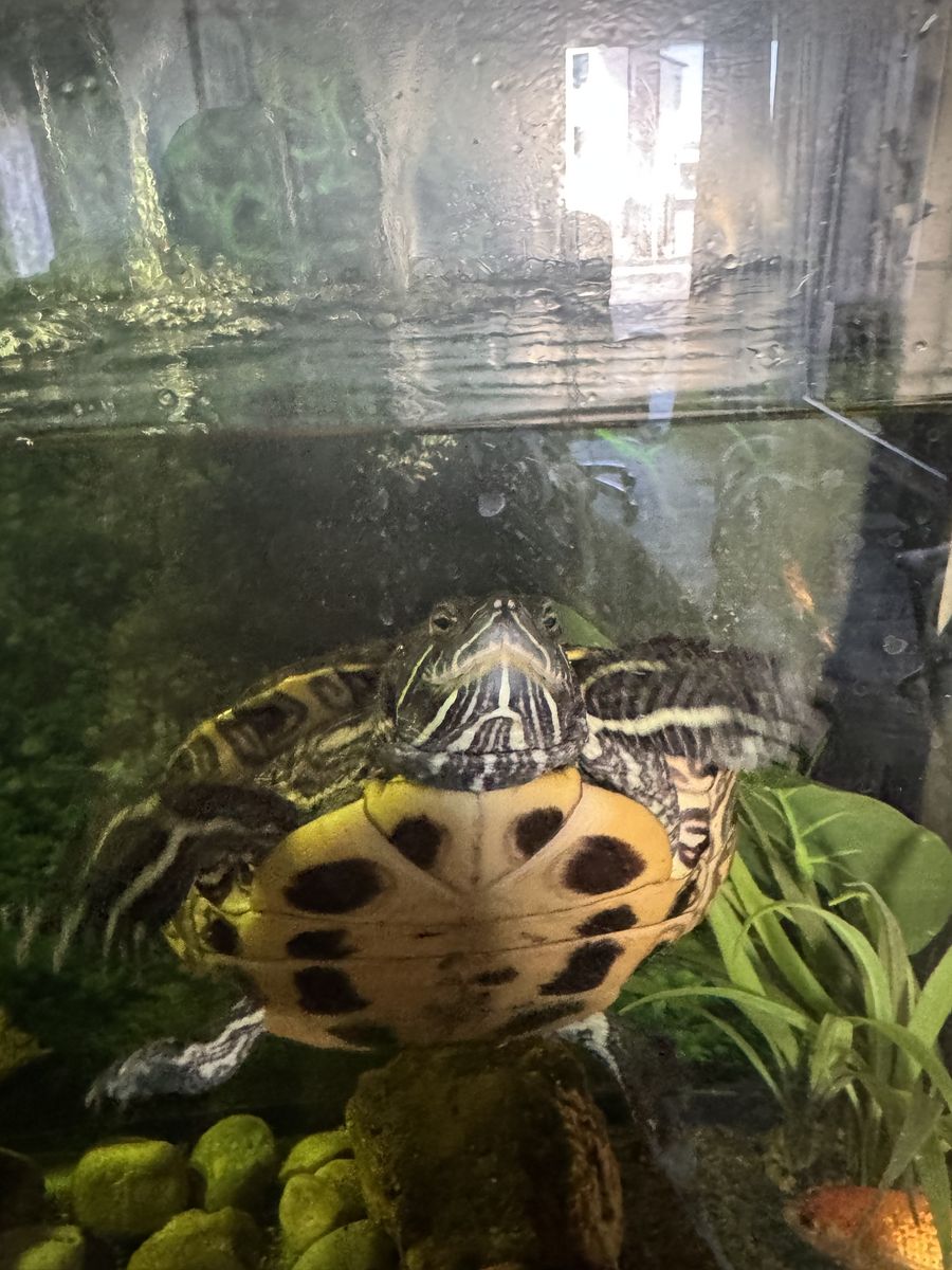 Adult Red Eared Slider turtle