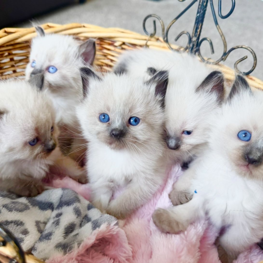 SALE: Stunning Seal Point Ragdoll kittens--STAY TINY--(SO affectionate, Doglike that do tricks!) Shed less and less allergenic!