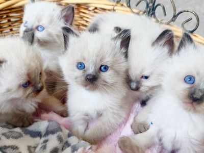 SALE: Stunning Seal Point Ragdoll kittens--STAY TINY--(SO affectionate, Doglike that do tricks!) Shed less and less allergenic!