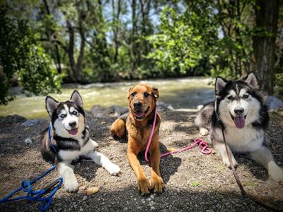 Take 50% off our Dog Training Programs