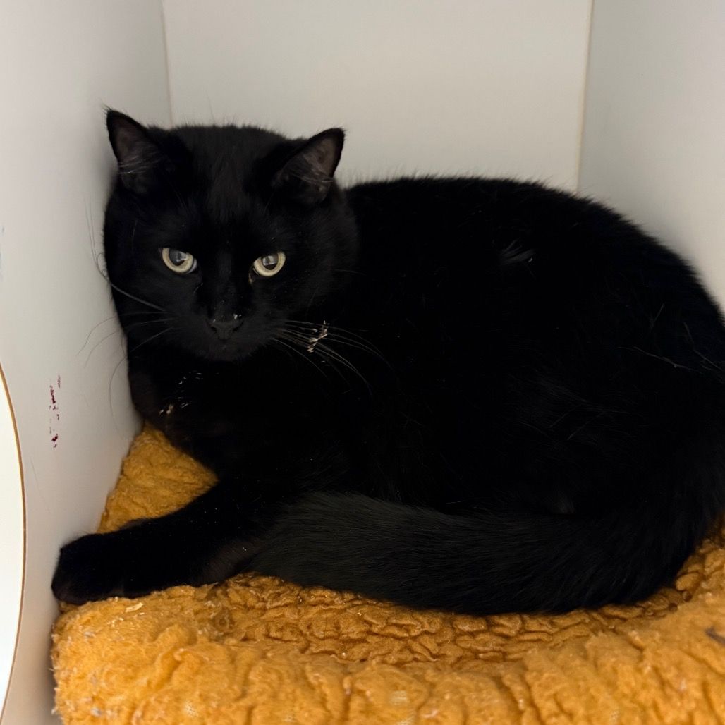 Hello my name is Monroe