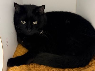 Hello my name is Monroe