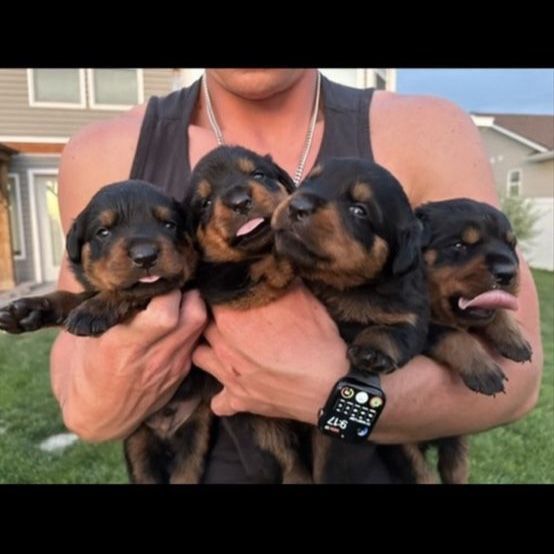 AKC PUREBRED GERMAN ROTTWEILERS