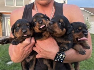 AKC PUREBRED GERMAN ROTTWEILERS