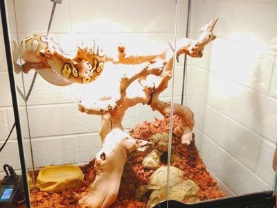 Ball Python