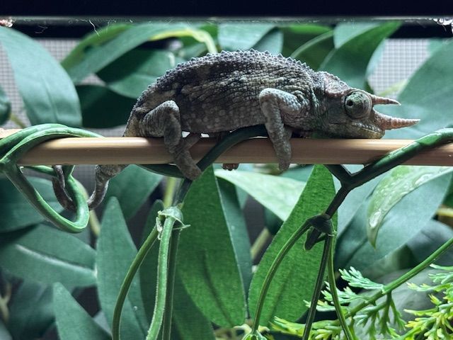 Juvenile Rainbow Jackson's Chameleon