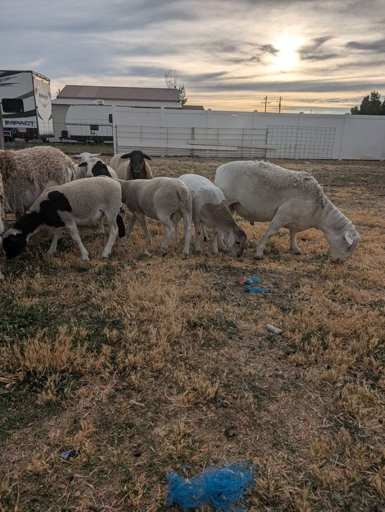 Dorper Sheep