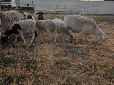 Dorper Sheep