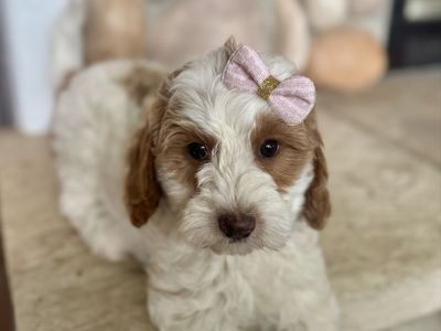 Toy mini Goldendoodle