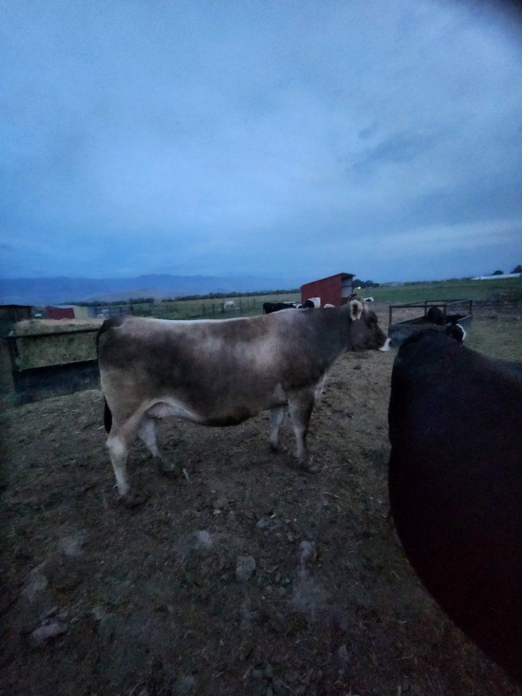 brown swiss