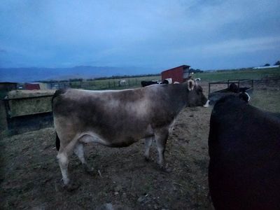 brown swiss