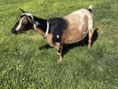 Nigerian Dwarf Doe