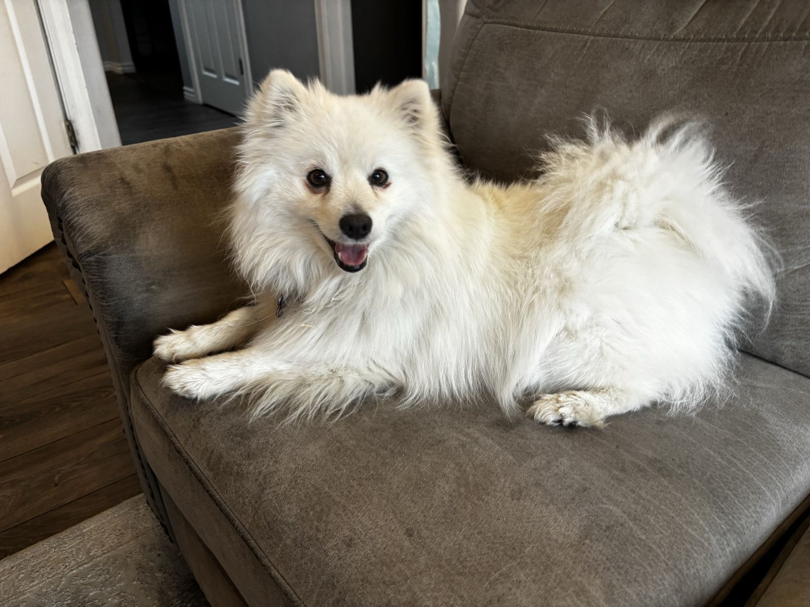 Mini American Eskimo Eskie Dog for Rehoming - Friendly & Energetic White Female