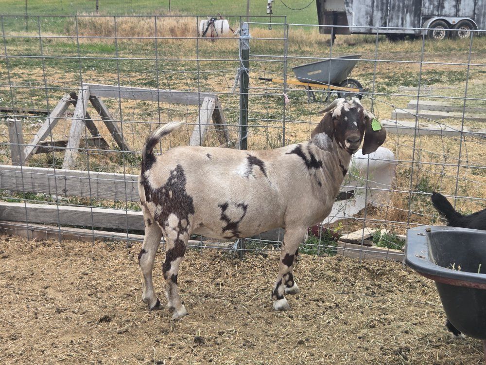registered red dapple boer doe